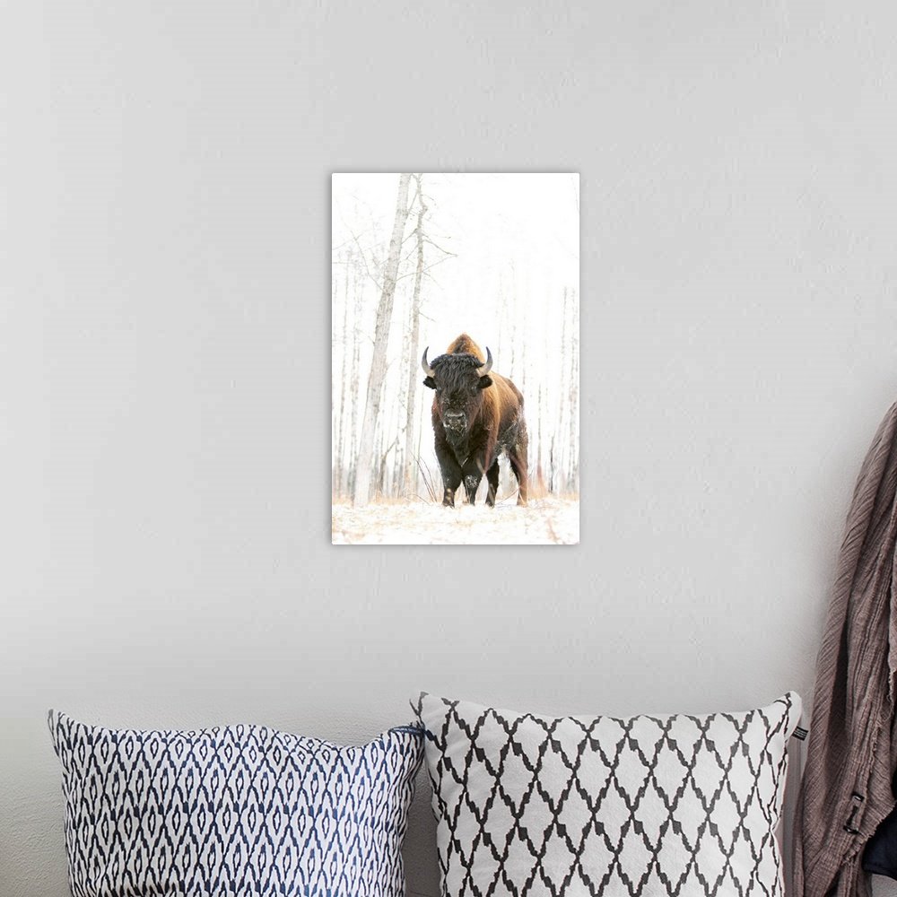 Canva38-PrinP38-1290